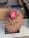 Neoporteria spec.